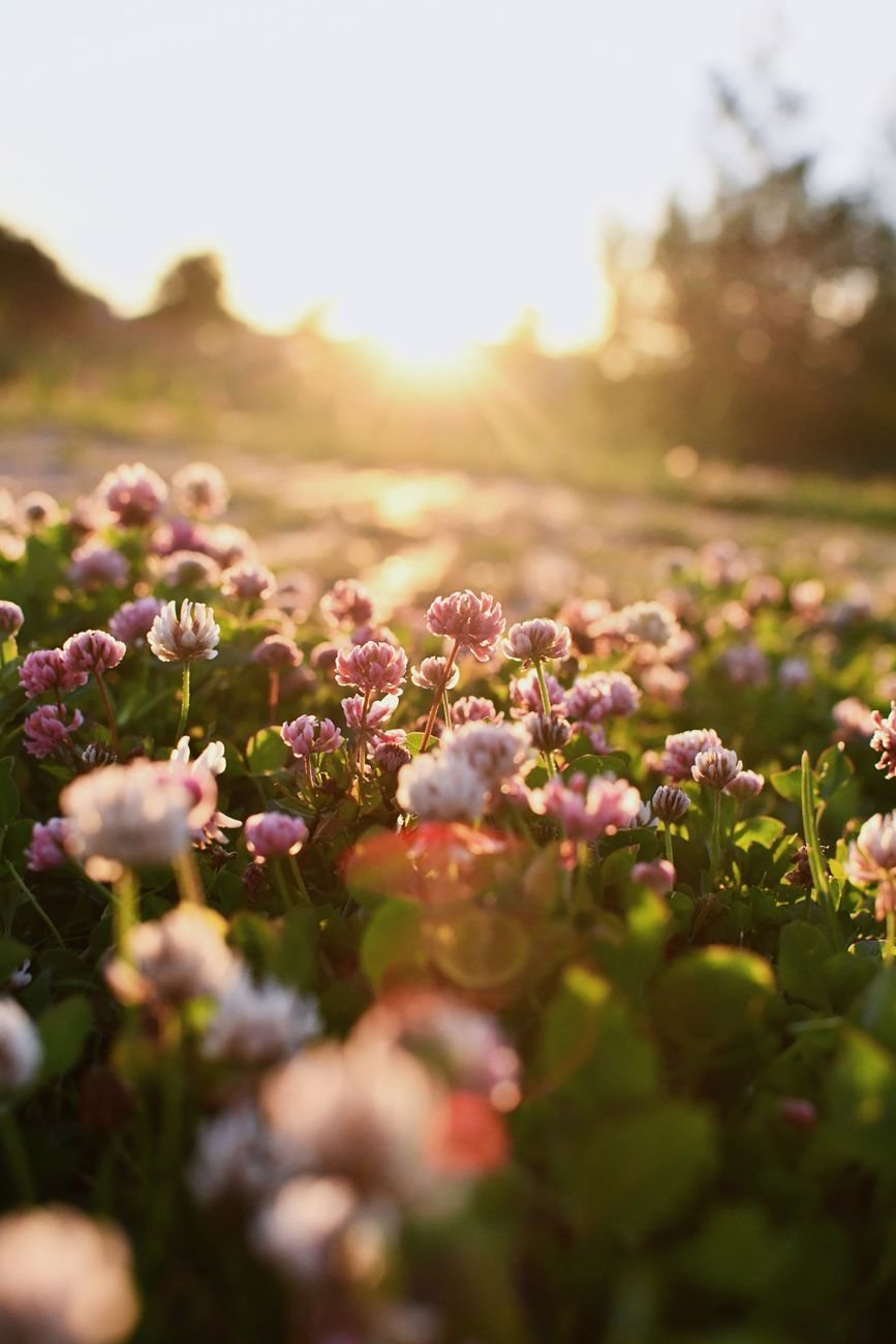 Beautiful sunlit pink wildflowers in a meadow at sunrise — the inspiration for Woodnote's nature artwork prints