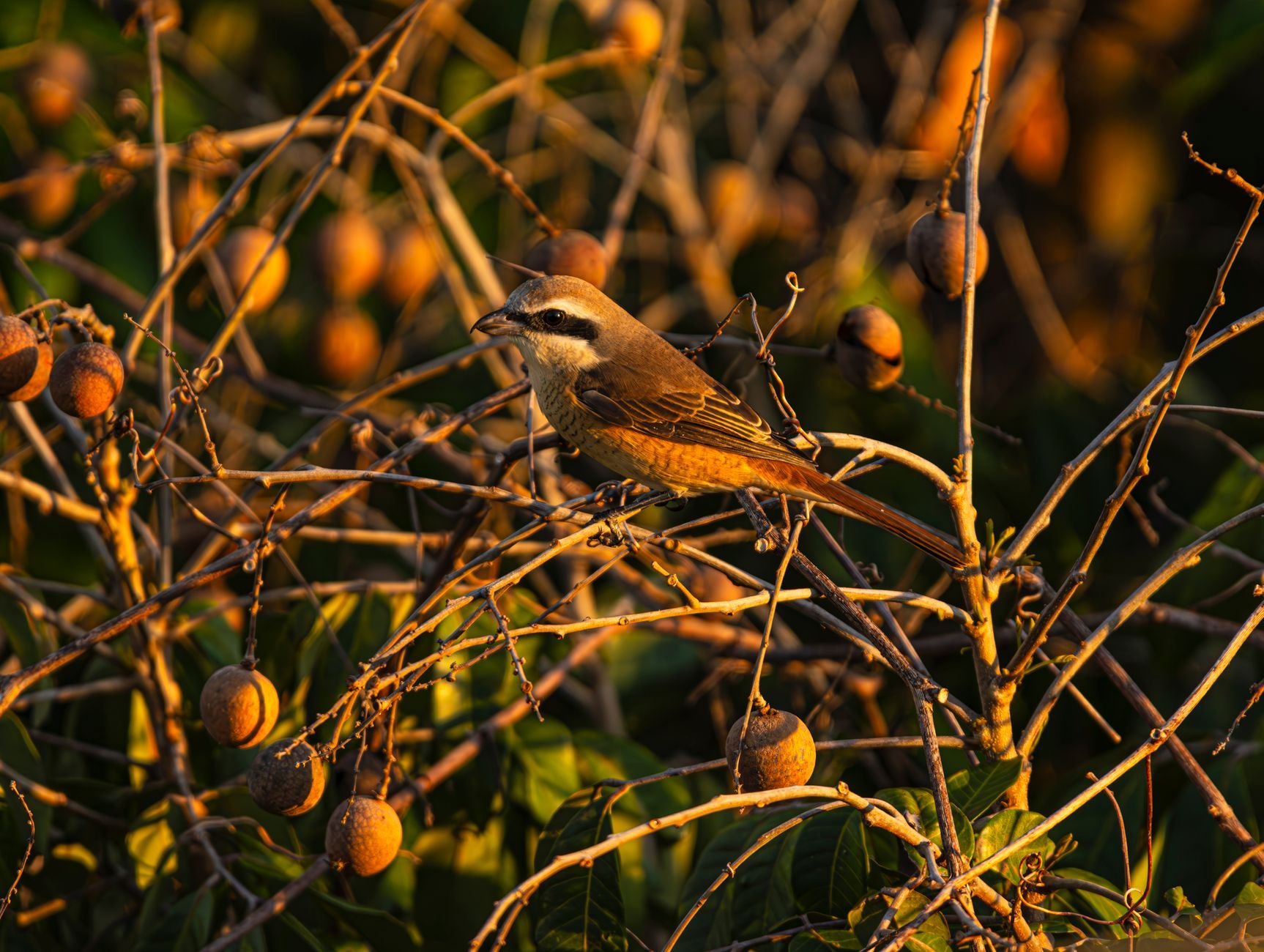 A bird perched on a branch with ripe fruits in golden hour light — the kind of natural beauty that inspires every Woodnote design